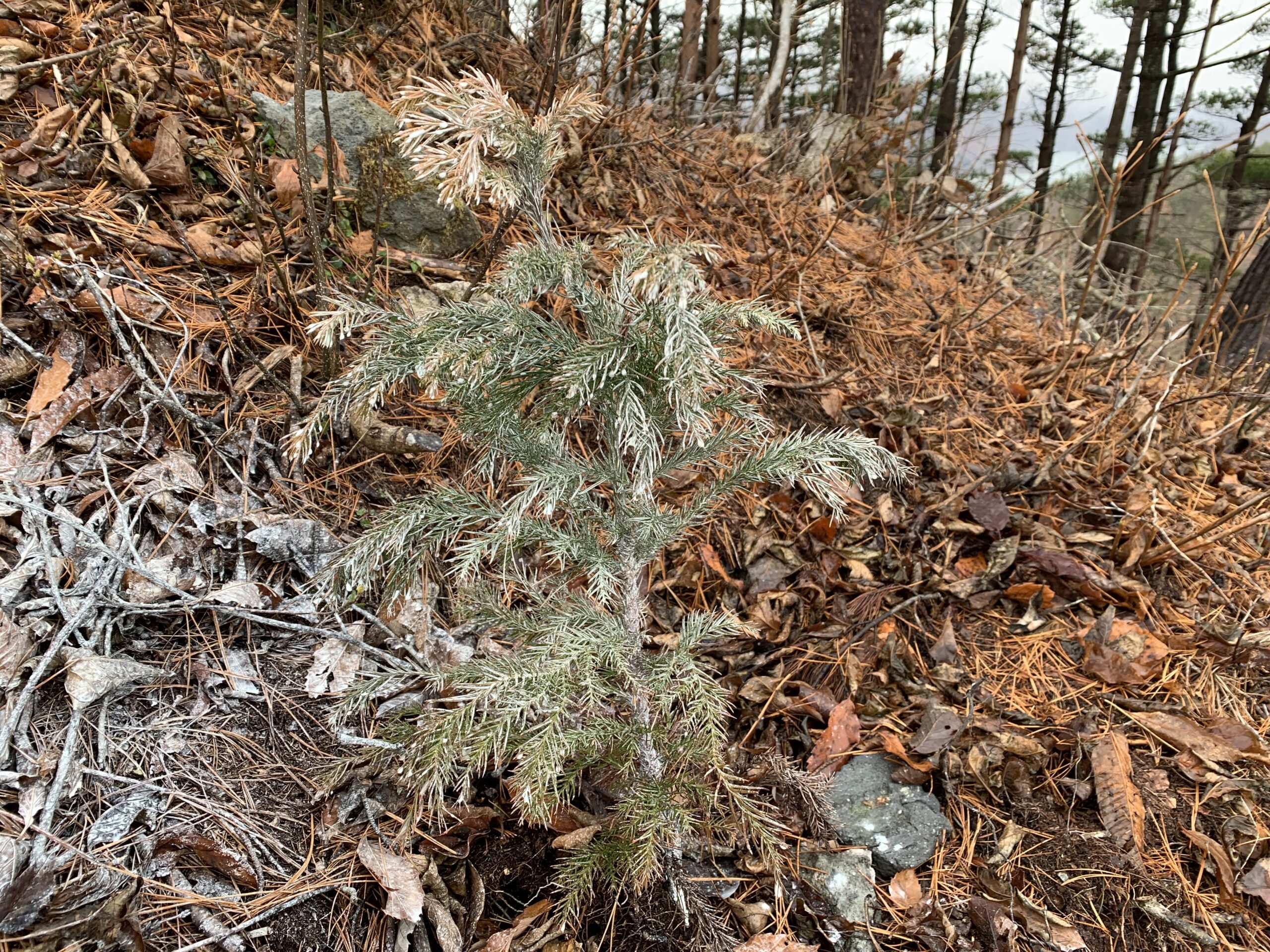 再造林地の苗木保護